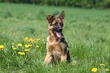 BERGER ALLEMAND 1414